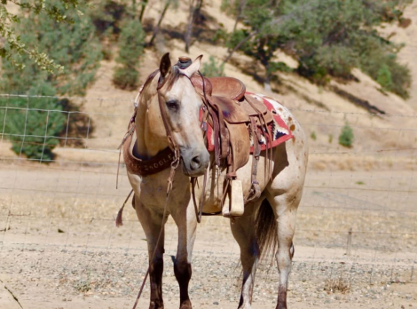 HorseID: 2301813 GOOSEBUMPS - PhotoID: 1098389