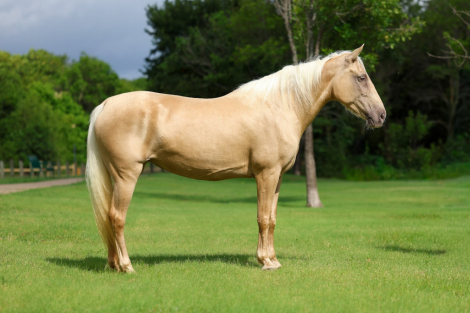 HorseID: 2302128 CANDLELIGHT - PhotoID: 1099642