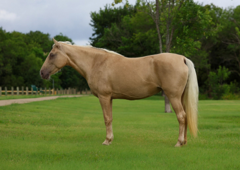 HorseID: 2302128 CANDLELIGHT - PhotoID: 1099643