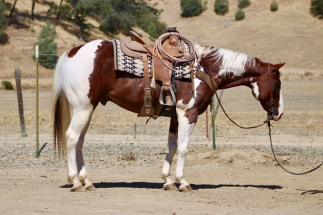 HorseID: 2302133 CHIEF TWO EYED JO - PhotoID: 1099040