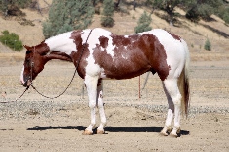 HorseID: 2302133 CHIEF TWO EYED JO - PhotoID: 1099041