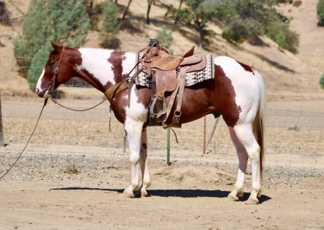 HorseID: 2302133 CHIEF TWO EYED JO - PhotoID: 1099042