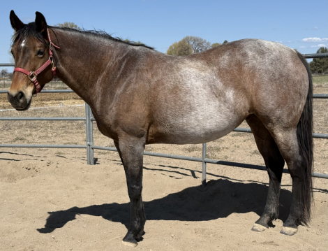 HorseID: 2302283 IMALLWRAPPEDUP - PhotoID: 1103781