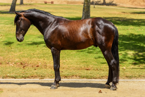 HorseID: 2302691 DIEGO - PhotoID: 1098367