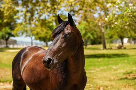 HorseID: 2302691 DIEGO - PhotoID: 1098368