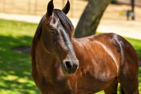 HorseID: 2302691 DIEGO - PhotoID: 1098369