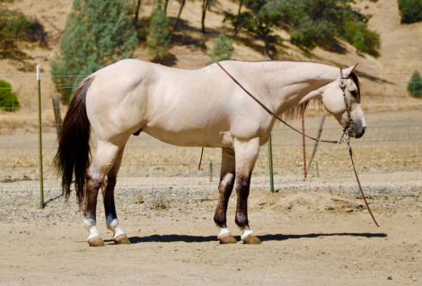 HorseID: 2303130 CHUNKY MONKEY - PhotoID: 1098976