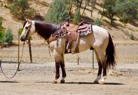 HorseID: 2303130 CHUNKY MONKEY - PhotoID: 1098977