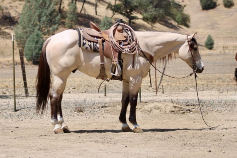 HorseID: 2303130 CHUNKY MONKEY - PhotoID: 1098978