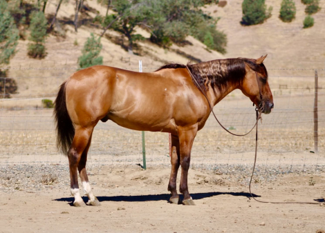 HorseID: 2303134 AXLE - PhotoID: 1101089