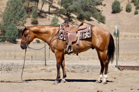HorseID: 2303134 AXLE - PhotoID: 1101090