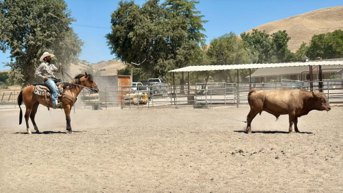 HorseID: 2303134 AXLE - PhotoID: 1101091