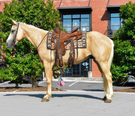 HorseID: 2303134 AXLE - PhotoID: 1101089