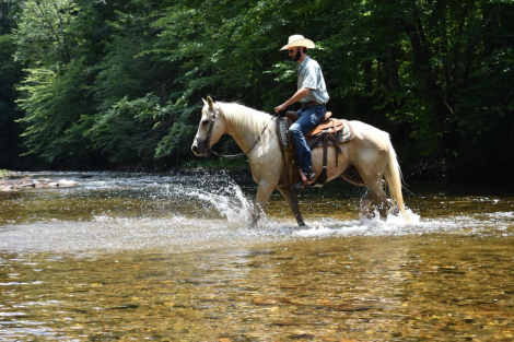 HorseID: 2303134 AXLE - PhotoID: 1101090