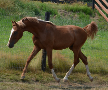 HorseID: 2303172 Dante de Solamia - PhotoID: 1104650