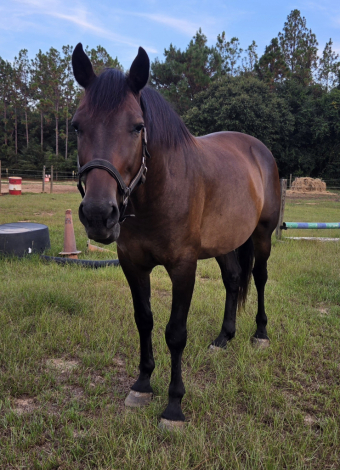 HorseID: 2303290 Along came a Spyder - PhotoID: 1105054