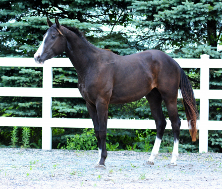 HorseID: 2303336 Wow Fancy Corona - PhotoID: 1103961