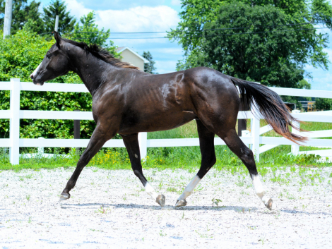 HorseID: 2303336 Wow Fancy Corona - PhotoID: 1103962