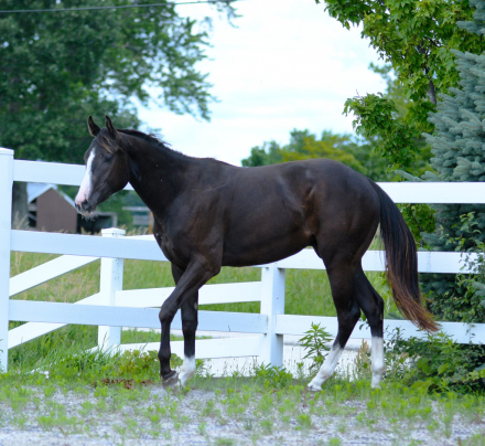 HorseID: 2303336 Wow Fancy Corona - PhotoID: 1103963