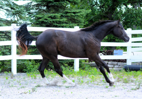 HorseID: 2303336 Wow Fancy Corona - PhotoID: 1103964