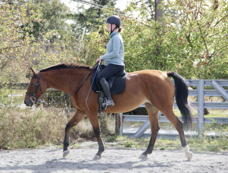 HorseID: 2303618 Kashmere I - PhotoID: 1098877