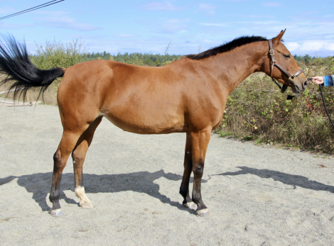 HorseID: 2303618 Kashmere I - PhotoID: 1098878
