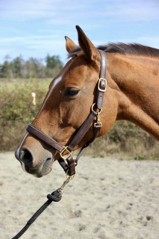 HorseID: 2303618 Kashmere I - PhotoID: 1098879