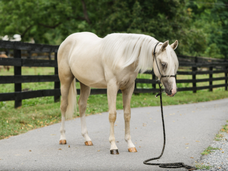 HorseID: 2303702 Trickonometry - PhotoID: 1104070