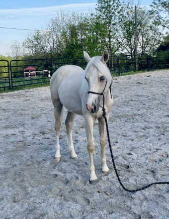 HorseID: 2303702 Trickonometry - PhotoID: 1104072