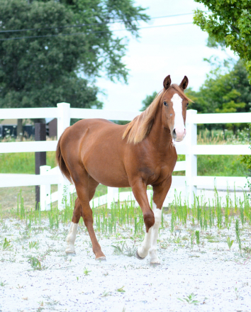 HorseID: 2303728 Epically Hollywood - PhotoID: 1103957