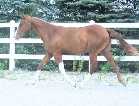HorseID: 2303728 Epically Hollywood - PhotoID: 1103958