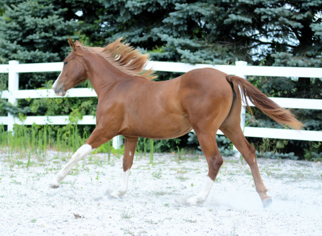 HorseID: 2303728 Epically Hollywood - PhotoID: 1103959