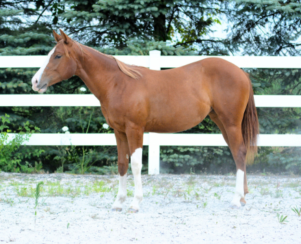 HorseID: 2303728 Epically Hollywood - PhotoID: 1103960