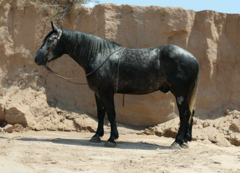 HorseID: 2303902 TINY - PhotoID: 1098371
