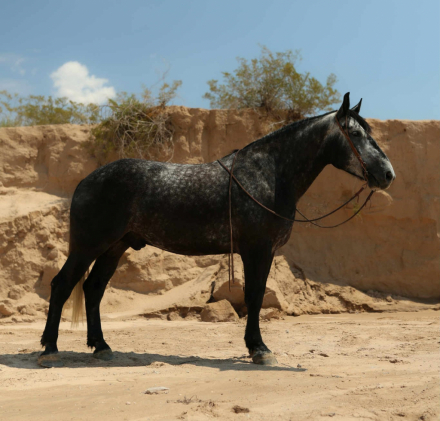 HorseID: 2303902 TINY - PhotoID: 1098372