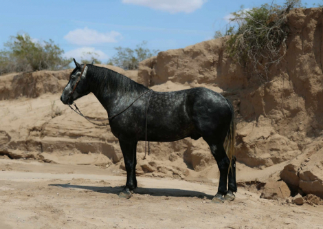 HorseID: 2303902 TINY - PhotoID: 1104297