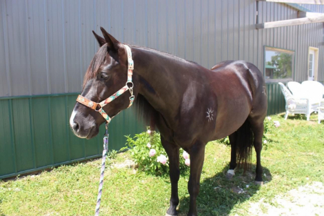 HorseID: 2303903 RAVEN - PhotoID: 1098972