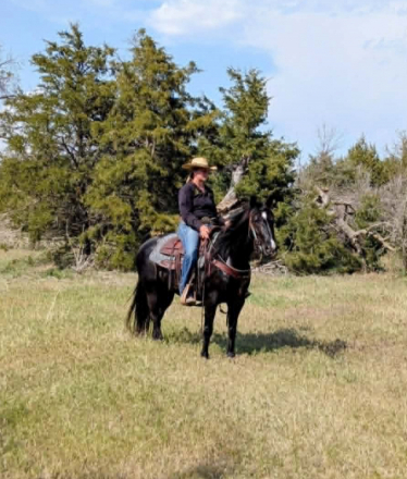 HorseID: 2303903 RAVEN - PhotoID: 1098973