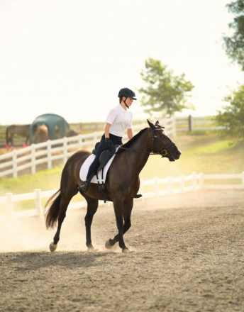 HorseID: 2303903 RAVEN - PhotoID: 1098974