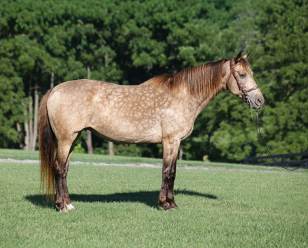 HorseID: 2303914 CANDY - PhotoID: 1099082