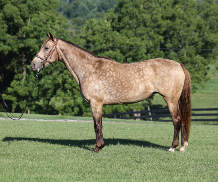 HorseID: 2303914 CANDY - PhotoID: 1099083