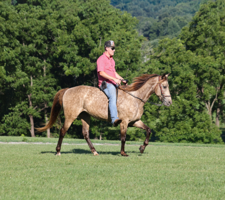 HorseID: 2303914 CANDY - PhotoID: 1099084