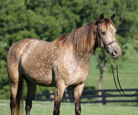 HorseID: 2303914 CANDY - PhotoID: 1099085