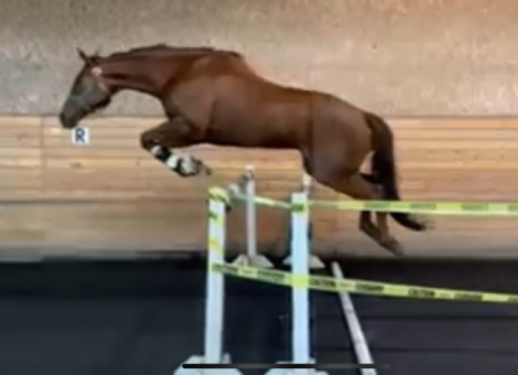 HorseID: 2304001 Dino - PhotoID: 1104804