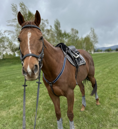 HorseID: 2304001 Dino - PhotoID: 1104805