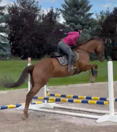 HorseID: 2304001 Dino - PhotoID: 1104806