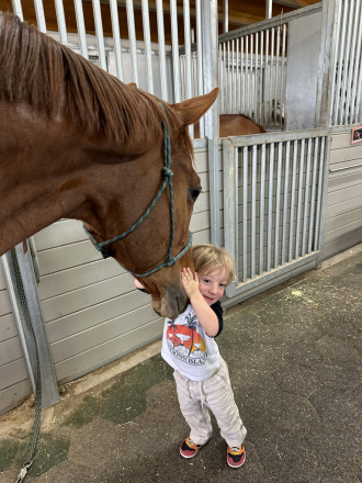 HorseID: 2304001 Dino - PhotoID: 1104807