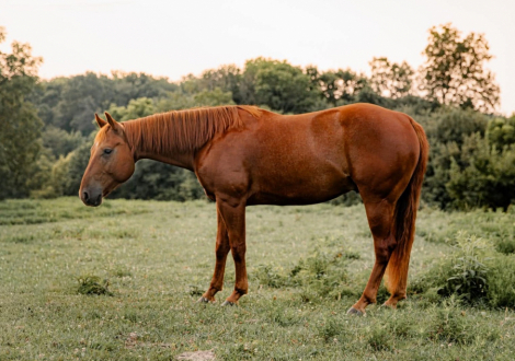 HorseID: 2304339 CHICS LITTLE QUIXOTE - PhotoID: 1101067