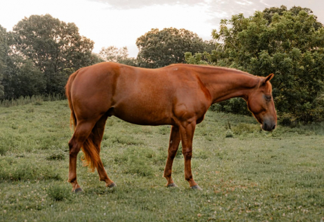 HorseID: 2304339 CHICS LITTLE QUIXOTE - PhotoID: 1101068
