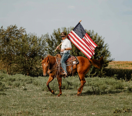 HorseID: 2304339 CHICS LITTLE QUIXOTE - PhotoID: 1101069